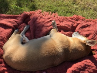Image of dog laying on a blanket outside