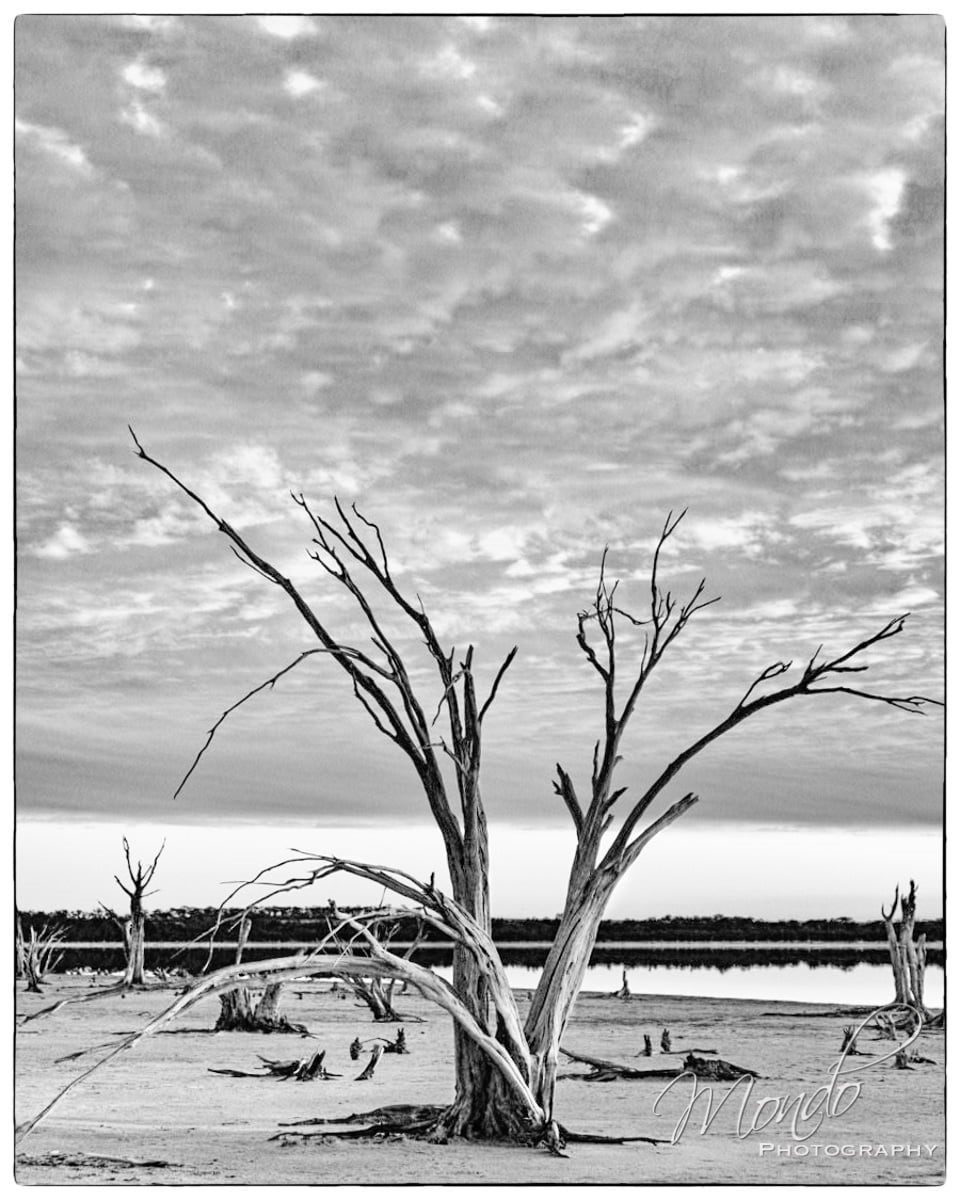 Black and white image of a tree and cloudy sky.