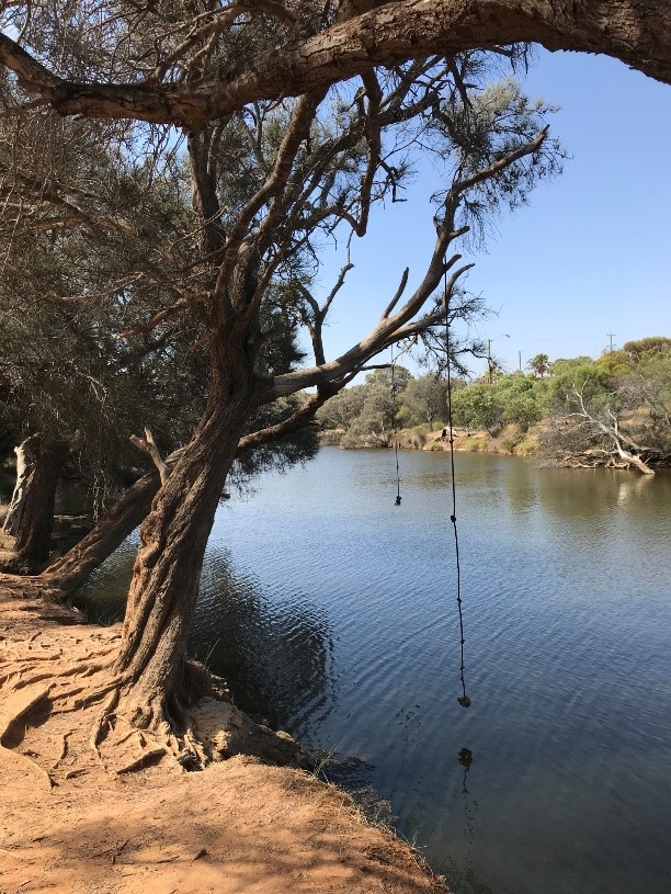 Image of a lake with a rope swing hanging off a tree.