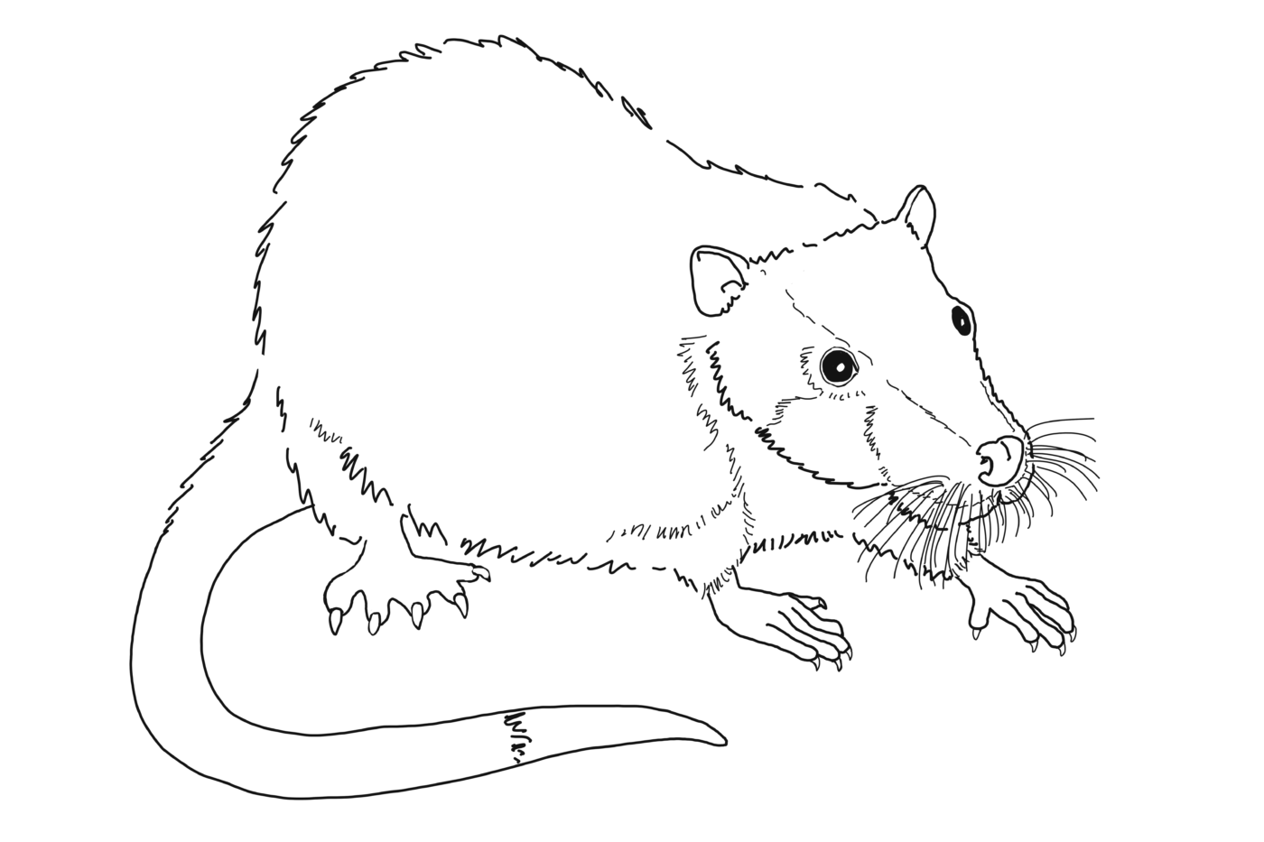 Rakali